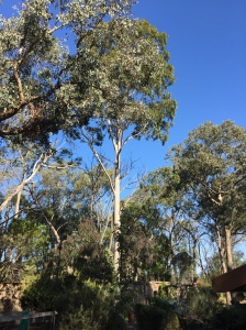 Our 35 metre spotted gum in the garden